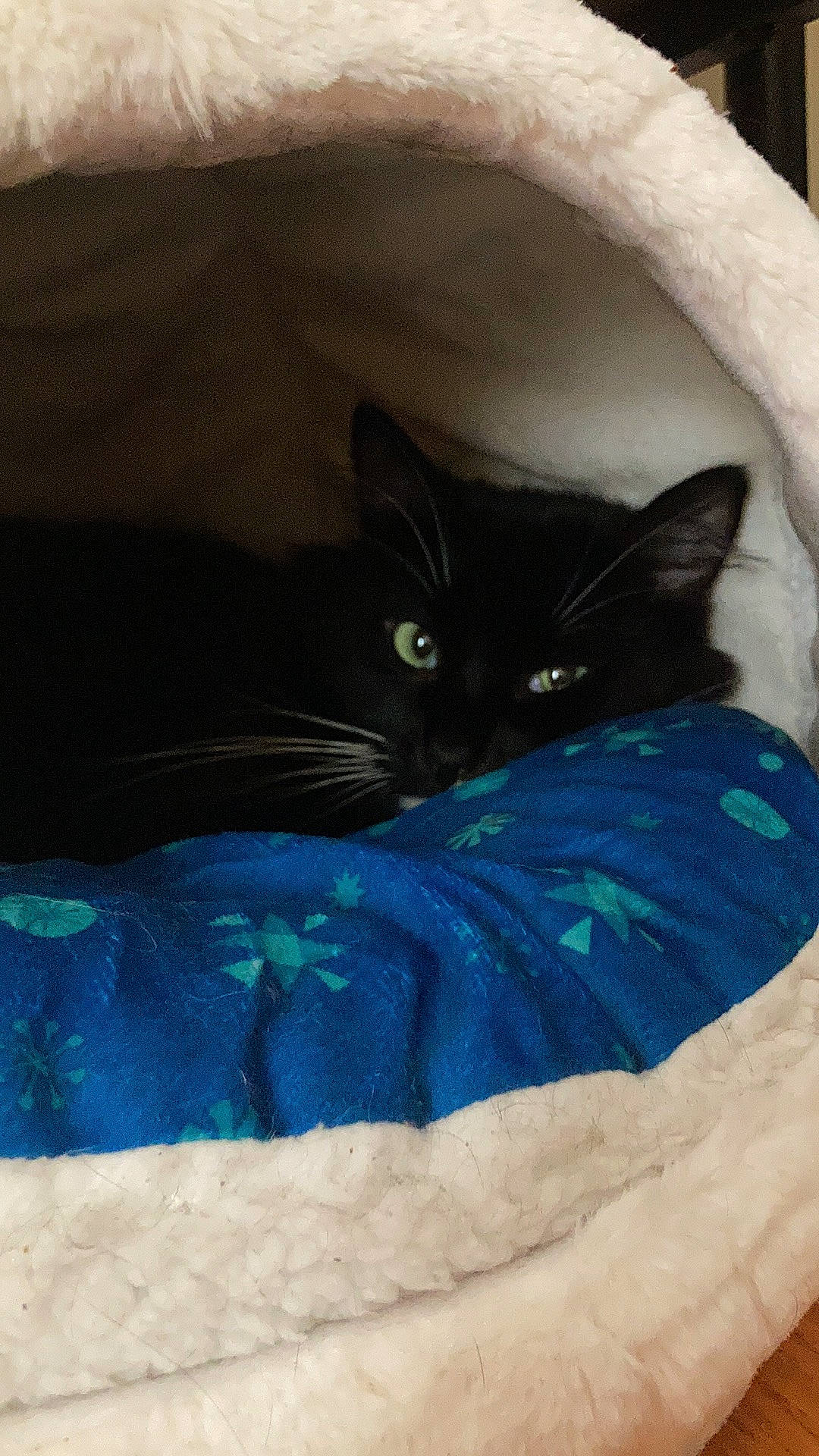 Sir is registered to the contest to win money with this photo: black_cat, carnivore, cat, cat_bed, cat_supply, comfort, domestic_short_haired_cat, electric_blue, felidae, fur, grey, linens, nap, room, small_to_medium_sized_cats, tail, whiskers