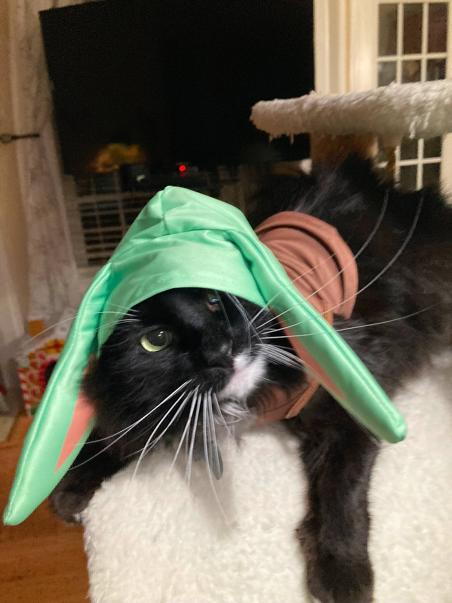 Sir is registered to the contest to win money with this photo: canidae, carnivore, cat, collar, companion_dog, costume, dog_breed, domestic_short_haired_cat, fashion_accessory, felidae, formal_wear, fur, grass, hat, personal_protective_equipment, small_to_medium_sized_cats, snout, sporting_group, tail, whiskers