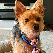 Mr Snickers joined the competition — help win amazing prizes! animal, bow_tie, carpet, close_up, collar, companion, couch, curious, cute, dog, domestic_animal, ears, fur, furniture, house, indoor, living_room, mammal, pet, small_dog