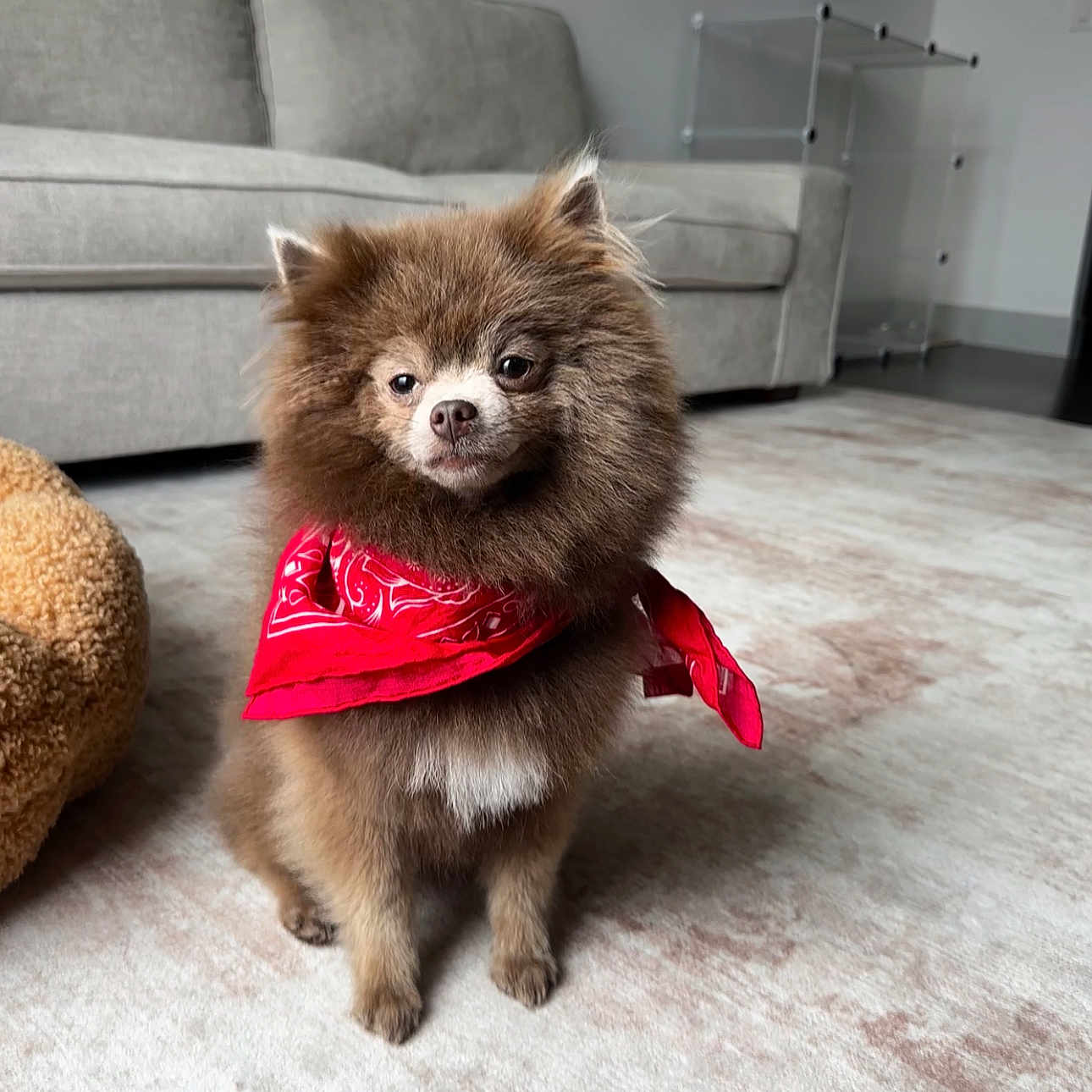 Niles is registered to the contest to win money with this photo: animal, brown_fur, canine, carpet, couch, cozy, cute, dog, domestic_animal, floor, fluffy, furniture, home, indoor, living_room, pet, pet_accessory, portrait, red_bandana, small_dog