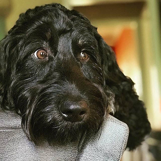 Presley joined the competition — help win amazing prizes! borador, canidae, carnivore, collar, companion_dog, dog, dog_breed, dog_collar, fur, gun_dog, hunting_dog, liver, monochrome_photography, snout, sporting_group, terrestrial_animal, whiskers, working_animal