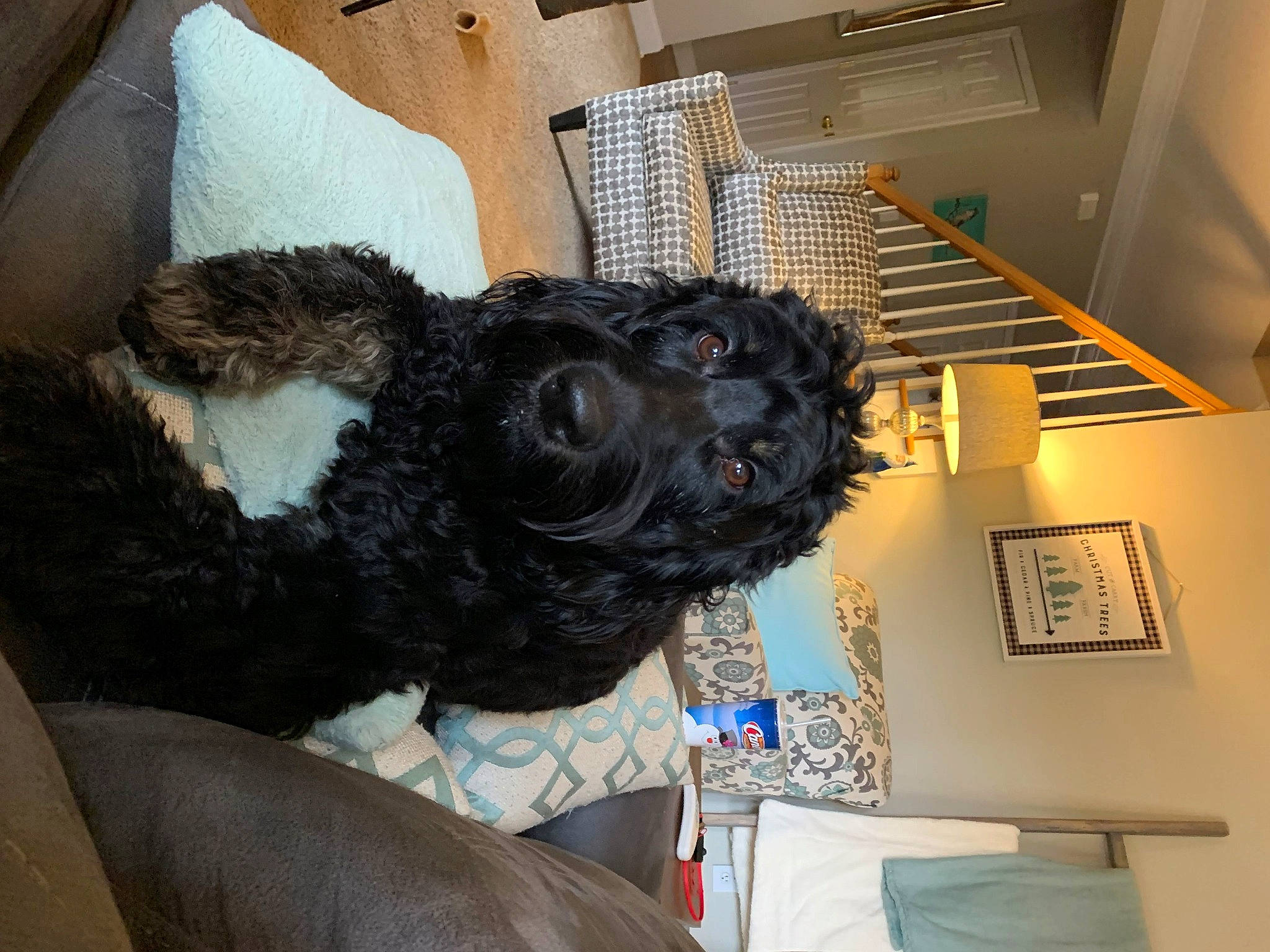 Presley joined the competition — help win amazing prizes! building, canidae, carnivore, claw, companion_dog, dog, dog_breed, fur, house, non_sporting_group, picture_frame, room, snout, sporting_group, stairs, terrestrial_animal, terrier, wool, working_animal