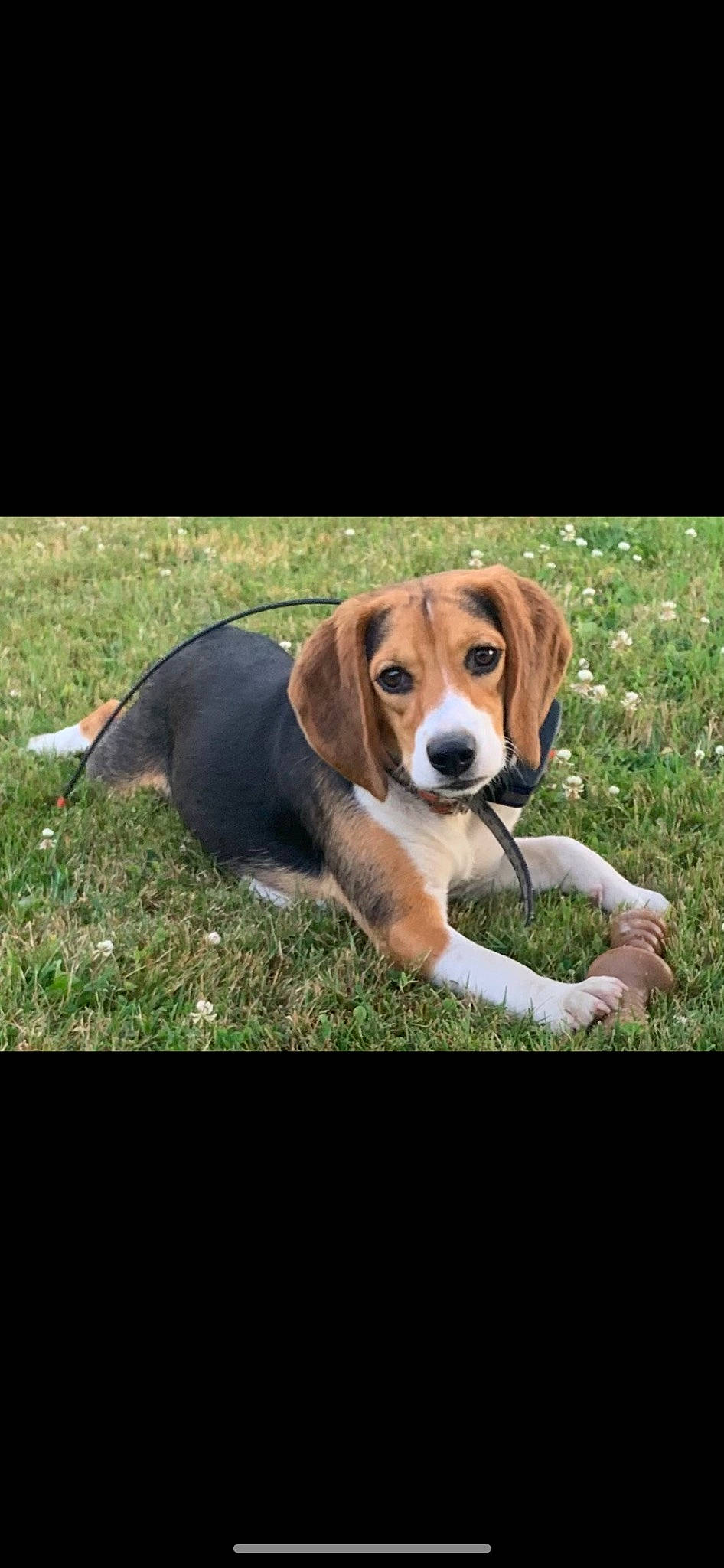 Jade is registered to the contest to win money with this photo: canidae, carnivore, companion_dog, dog, dog_breed, fawn, grass, hound, hunting_dog, liver, plant, scent_hound, sporting_group, tail, terrestrial_animal