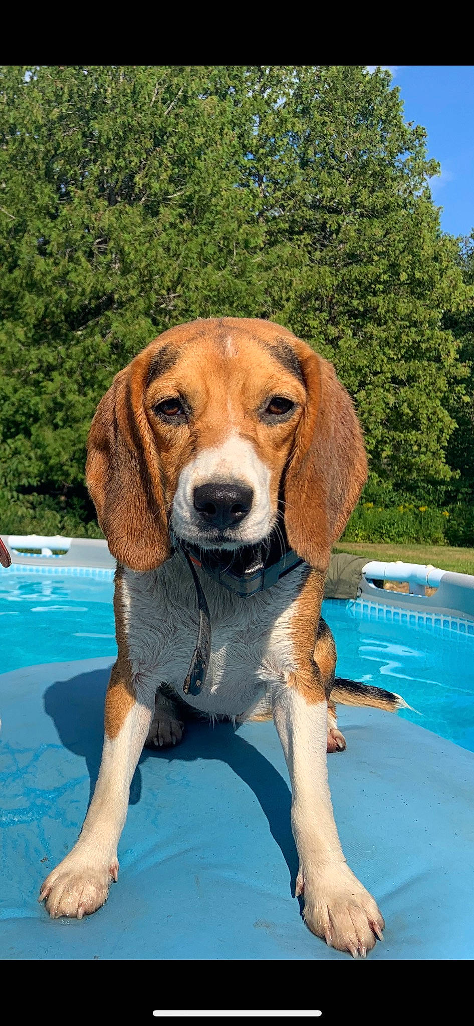 Jade is registered to the contest to win money with this photo: canidae, carnivore, companion_dog, dog, dog_breed, dog_supply, fawn, gun_dog, hound, hunting_dog, leisure, liver, recreation, snout, sporting_group, swimming_pool, tree, water, working_animal