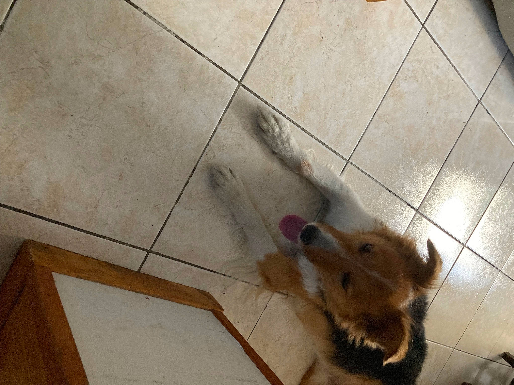 Jessie a rejoint le concours — aidez-le/la à gagner de superbes lots ! carnivore, companion_dog, dog, dog_breed, fawn, felidae, floor, flooring, fur, hardwood, paw, plywood, small_to_medium_sized_cats, tail, tile_flooring, toy_dog, whiskers, wood, wood_stain, working_animal