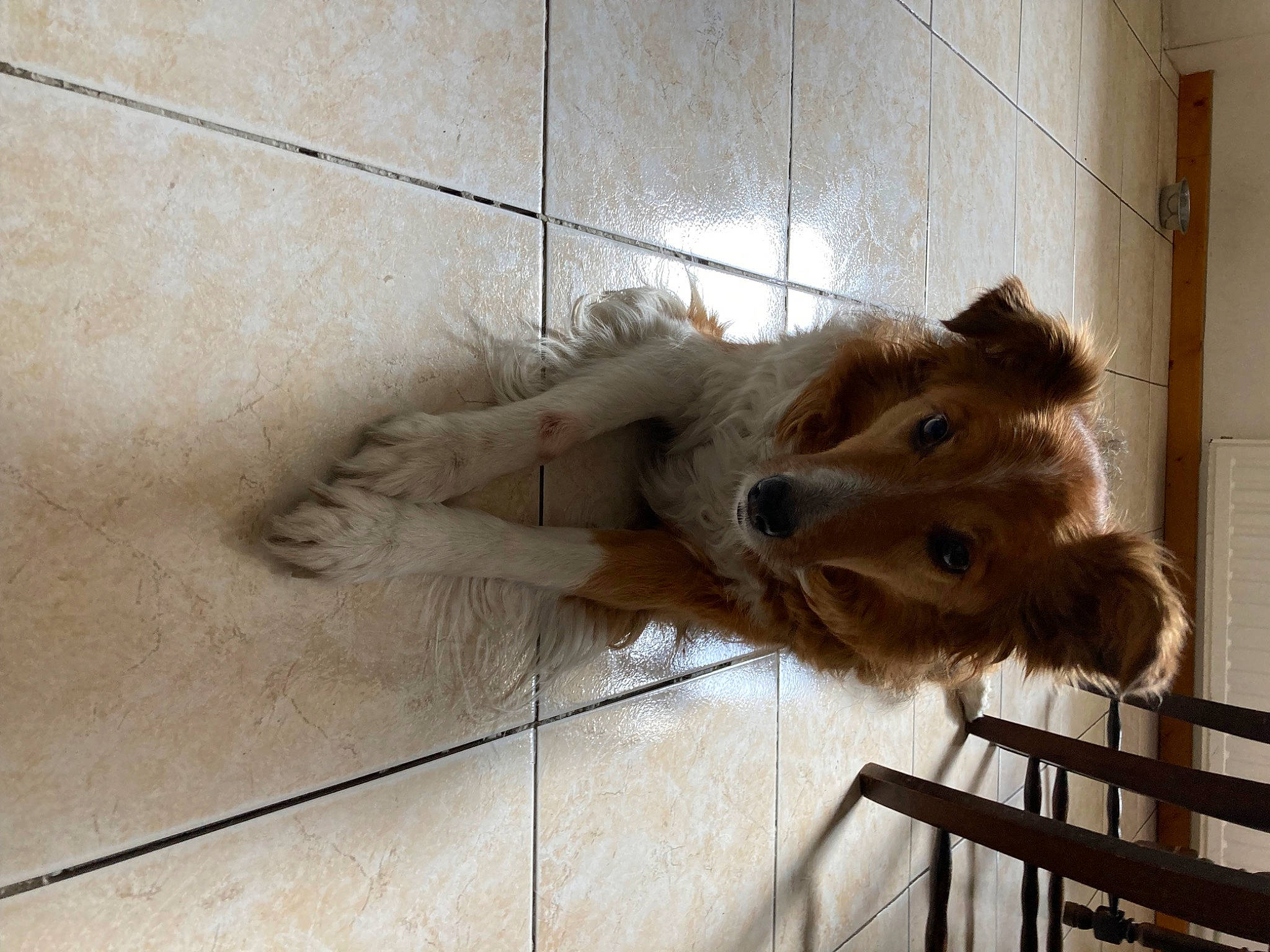 Jessie participe au concours pour gagner de l'argent avec cette photo : animal_shelter, cage, carnivore, claw, companion_dog, dog_breed, fawn, felidae, fur, pet_supply, rodent, small_to_medium_sized_cats, snout, sporting_group, tail, terrestrial_animal, whiskers, window, wood, working_animal