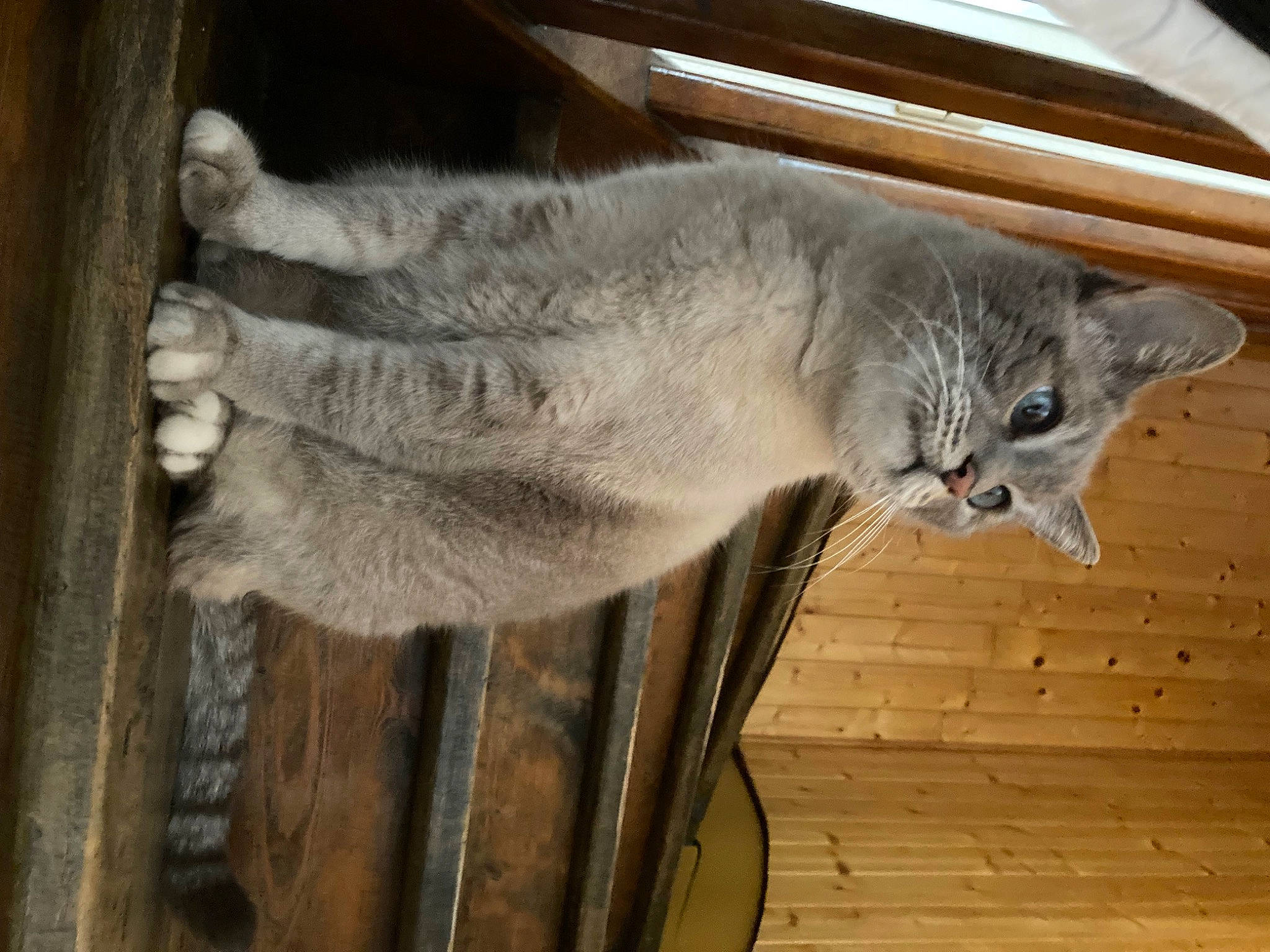 Edifice participe au concours pour gagner de l'argent avec cette photo : carnivore, cat, domestic_short_haired_cat, felidae, fur, grey, hardwood, natural_material, russian_blue, small_to_medium_sized_cats, tail, terrestrial_animal, whiskers, wood