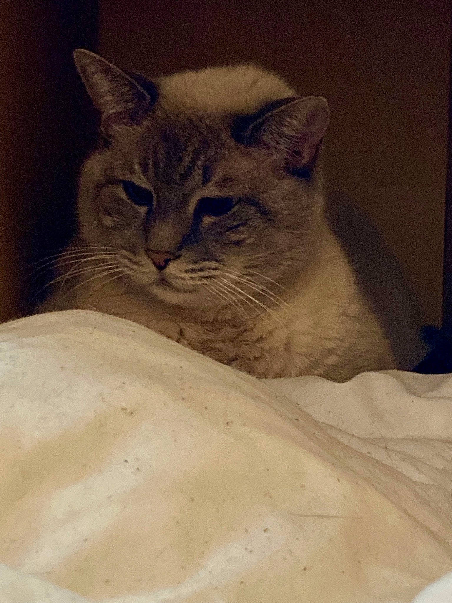 Edifice a rejoint le concours — aidez-le/la à gagner de superbes lots ! carnivore, cat, domestic_short_haired_cat, fawn, felidae, fur, sand, small_to_medium_sized_cats, snout, terrestrial_animal, whiskers, window