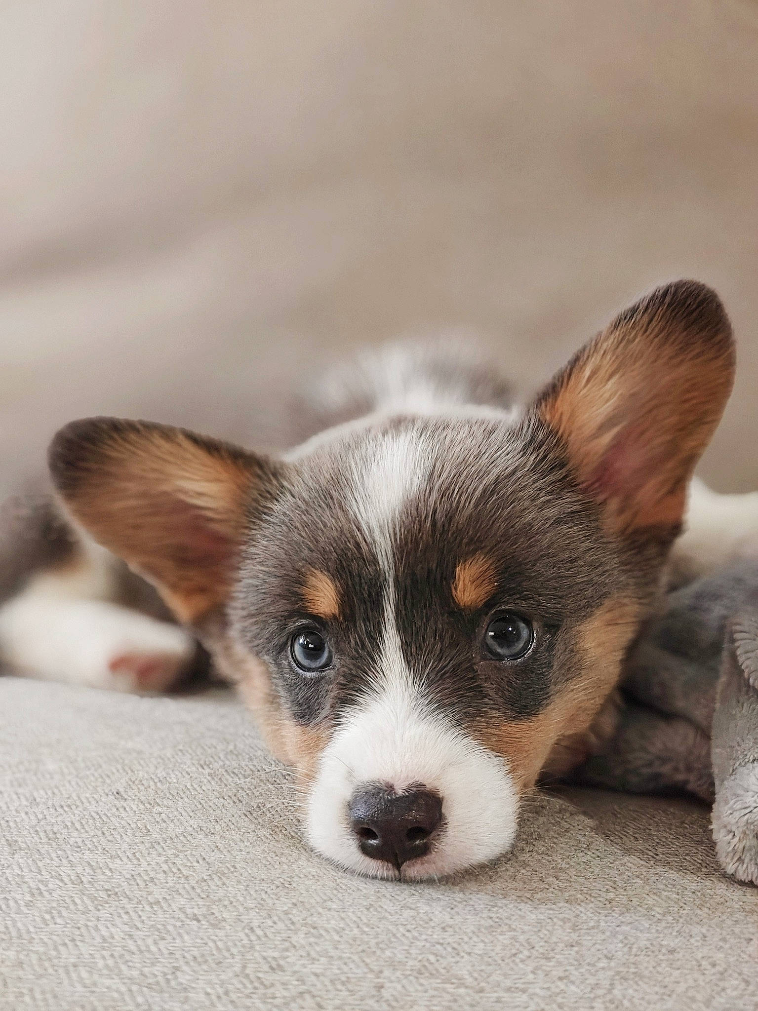 Juniper joined the competition — help win amazing prizes! canidae, cardigan_welsh_corgi, carnivore, companion_dog, dog, dog_breed, eye, fawn, fur, paw, puppy, sporting_group, terrestrial_animal, toy_dog, whiskers, wildlife