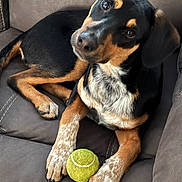 Bugsy is registered to the contest to win money with this photo: animal, black_fur, brown_fur, close_up, companion, couch, curious, dog, domestic_animal, friendly, fur_pattern, indoor, looking_up, paw, pet, playful, relaxed, seated, tennis_ball, white_fur