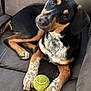 animal, black_fur, brown_fur, close_up, companion, couch, curious, dog, domestic_animal, friendly, fur_pattern, indoor, looking_up, paw, pet, playful, relaxed, seated, tennis_ball, white_fur