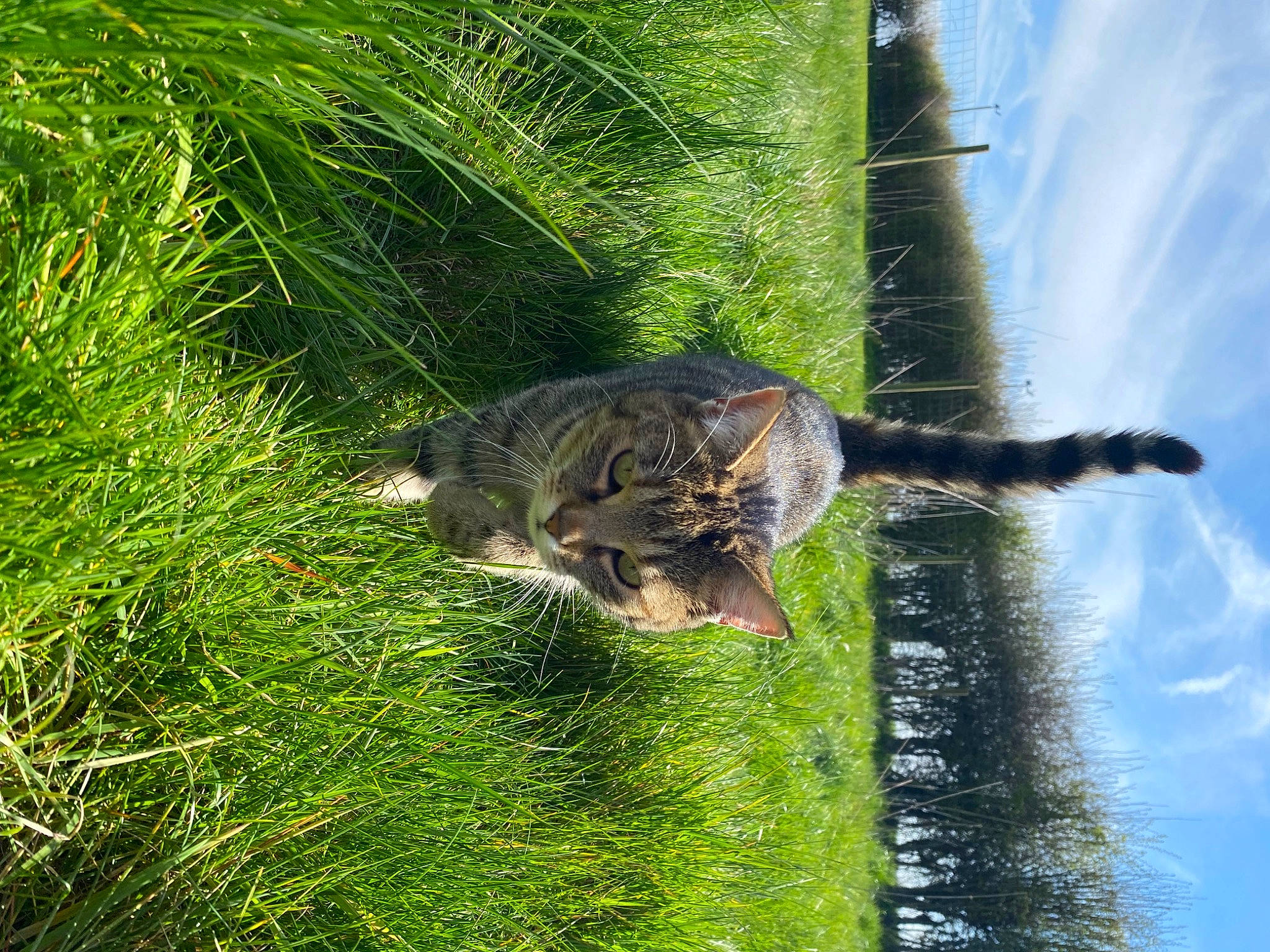 Léonie a rejoint le concours — aidez-le/la à gagner de superbes lots ! arecales, carnivore, cat, cloud, domestic_short_haired_cat, felidae, grass, groundcover, plant, sky, small_to_medium_sized_cats, tail, terrestrial_animal, terrestrial_plant, tree, trunk, twig, water, whiskers, wildlife