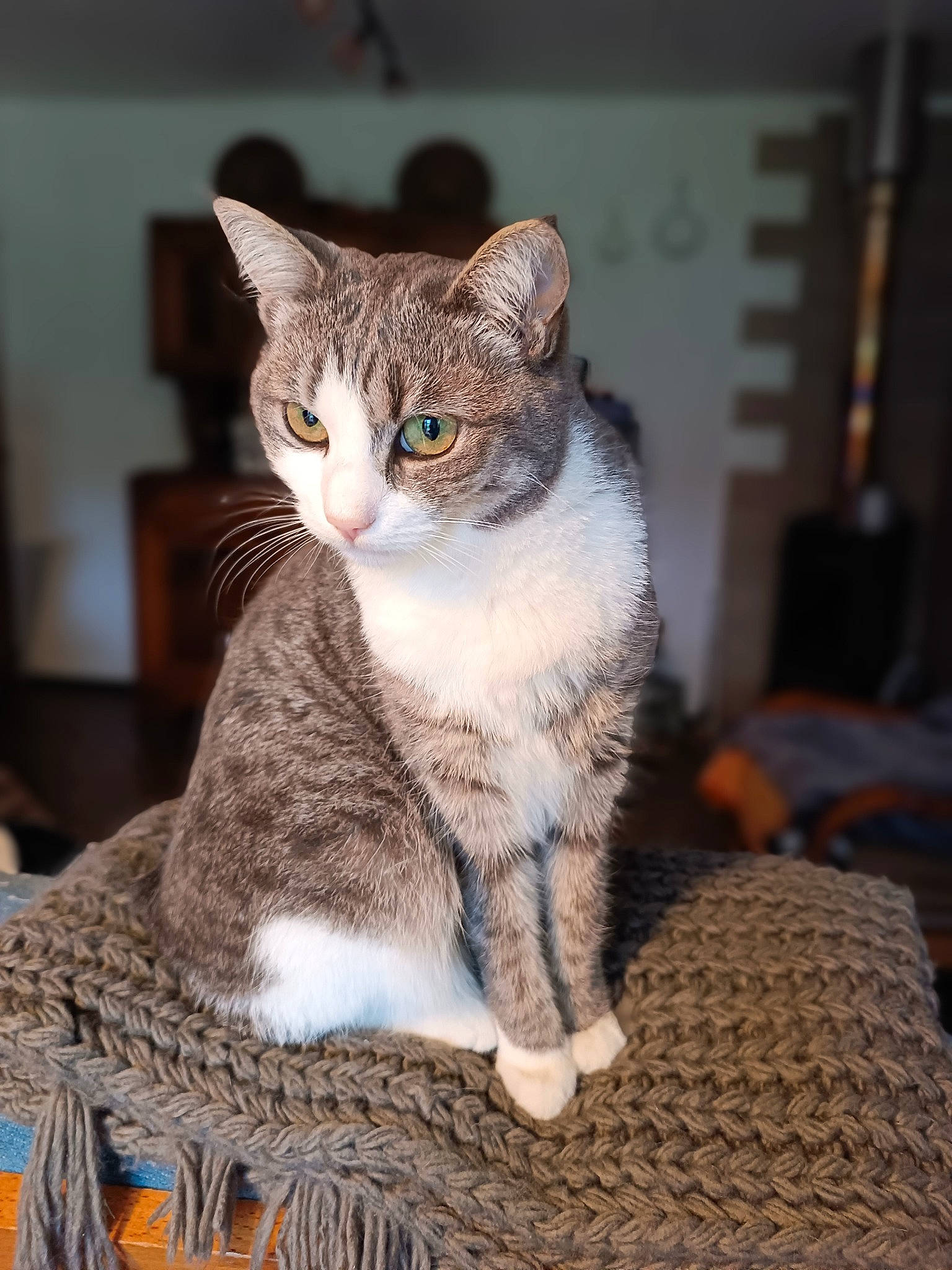 Grisette a rejoint le concours — aidez-le/la à gagner de superbes lots ! carnivore, cat, cat_furniture, cat_supply, domestic_short_haired_cat, fawn, felidae, fur, grey, head, paw, pet_supply, sitting, small_to_medium_sized_cats, snout, tail, tree, whiskers, wildlife, wood