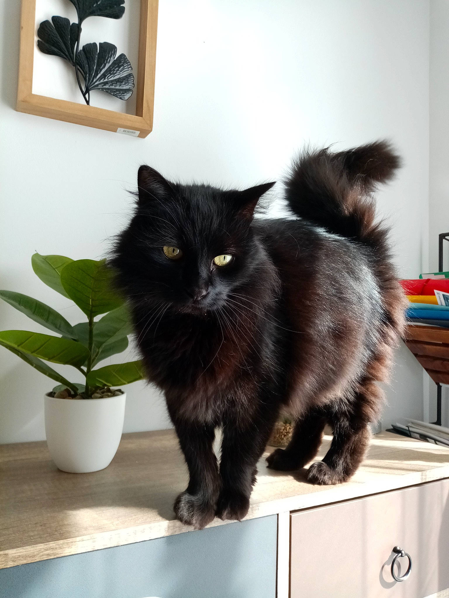 Blacky a rejoint le concours — aidez-le/la à gagner de superbes lots ! black, black_cat, bombay, carnivore, cat, claw, domestic_short_haired_cat, felidae, flowerpot, fur, grey, houseplant, mammal, paw, plant, small_to_medium_sized_cats, snout, tail, whiskers, window