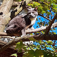 Grey is registered to the contest to win money with this photo: cat, tree, branch, leaves, green_leaves, gray_cat, white_cat, outdoor, daylight, sunlight, blue_sky, animal, pet, nature, brick_house, window, shadows, fur, alert, perched