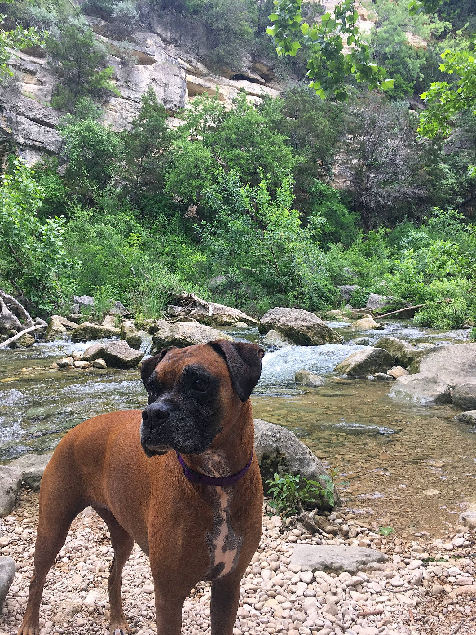Penny Lane is registered to the contest to win money with this photo: bedrock, canidae, carnivore, companion_dog, dog, dog_breed, fawn, fluvial_landforms_of_streams, forest, landscape, liver, mountain, plant, rock, sporting_group, tail, terrestrial_animal, tree, water, working_animal