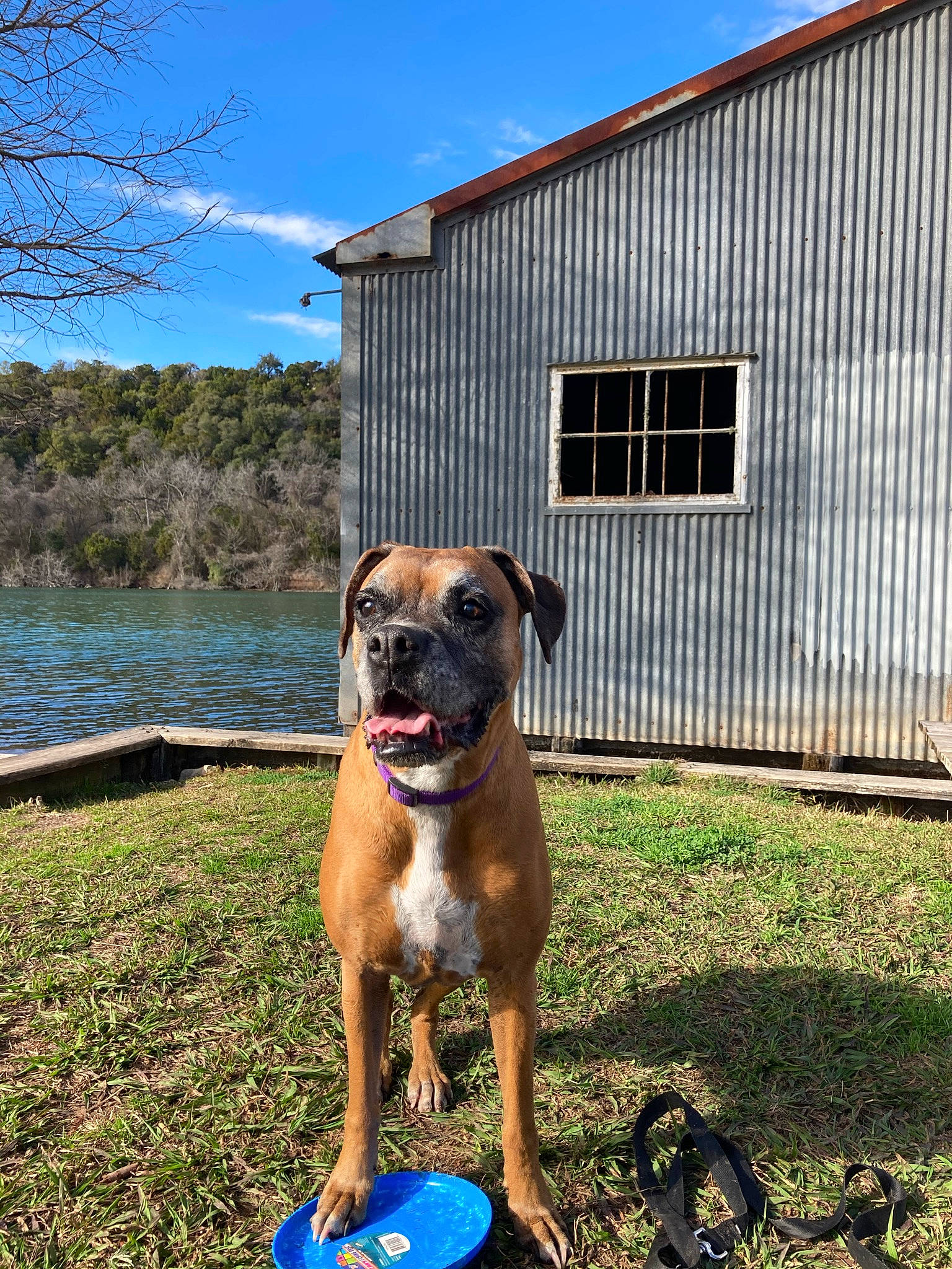 Penny Lane is registered to the contest to win money with this photo: art, carnivore, cloud, collar, companion_dog, dog, dog_breed, dog_collar, dog_supply, fawn, grass, house, pet_supply, plant, sky, snout, tree, water, window, working_animal