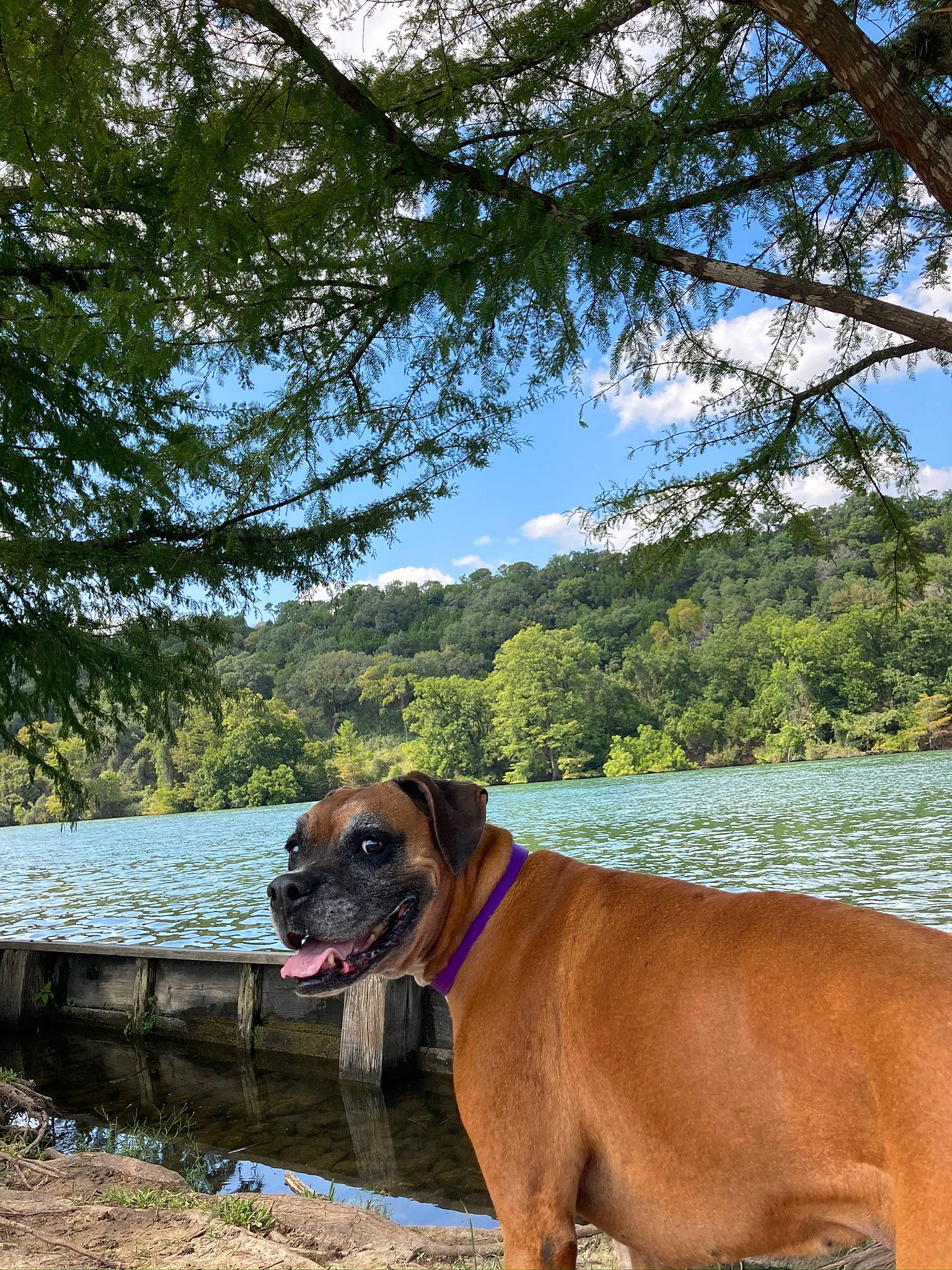 Penny Lane joined the competition — help win amazing prizes! carnivore, cloud, collar, companion_dog, dog, dog_breed, dog_collar, fawn, grass, lake, landscape, liver, pet_supply, plant, sky, snout, sporting_group, tree, water, working_animal