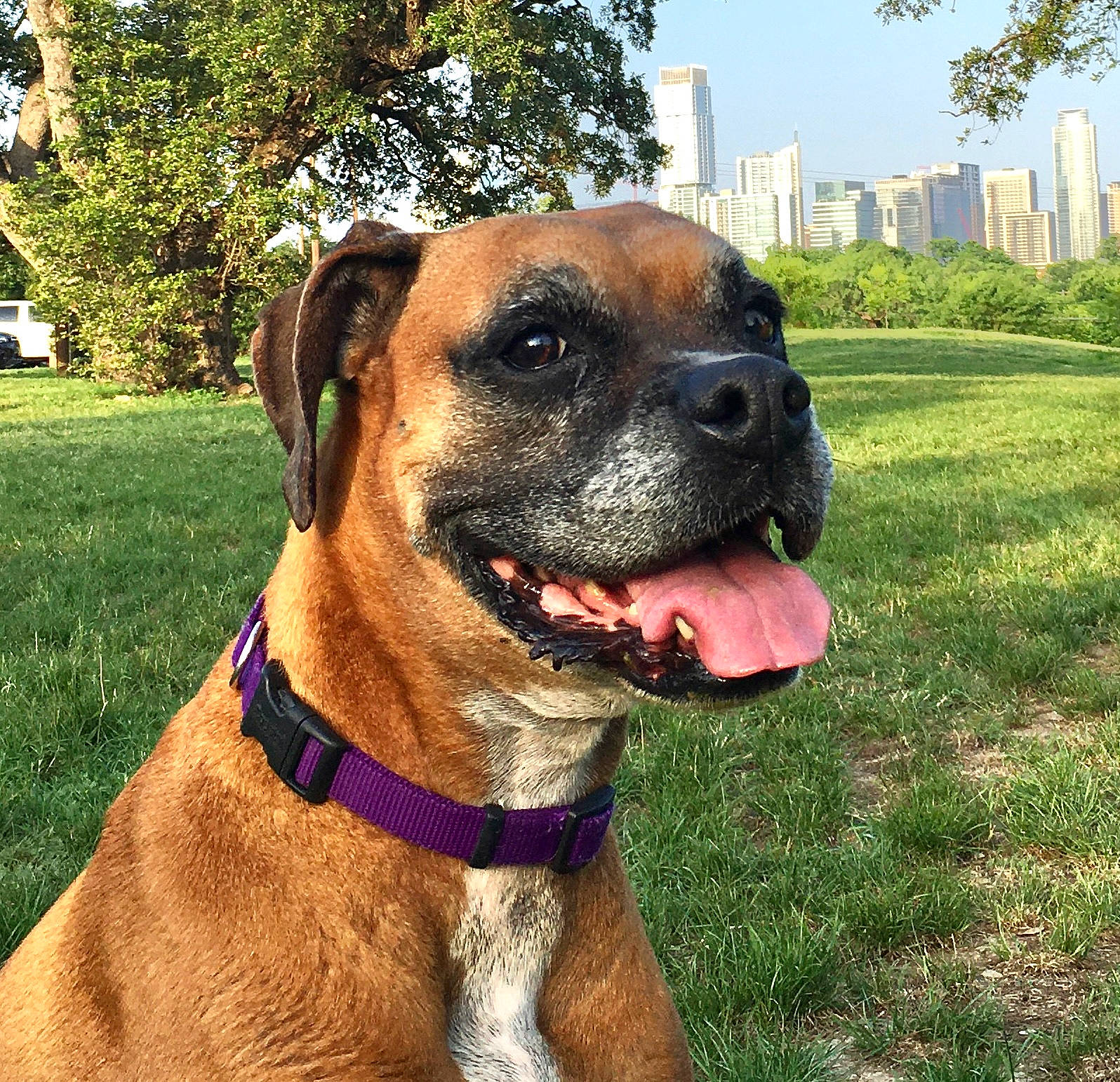 Penny Lane joined the competition — help win amazing prizes! building, canidae, carnivore, collar, companion_dog, dog, dog_breed, dog_collar, fawn, giant_dog_breed, grass, liver, metal, plant, sky, snout, sporting_group, tree, whiskers, working_animal