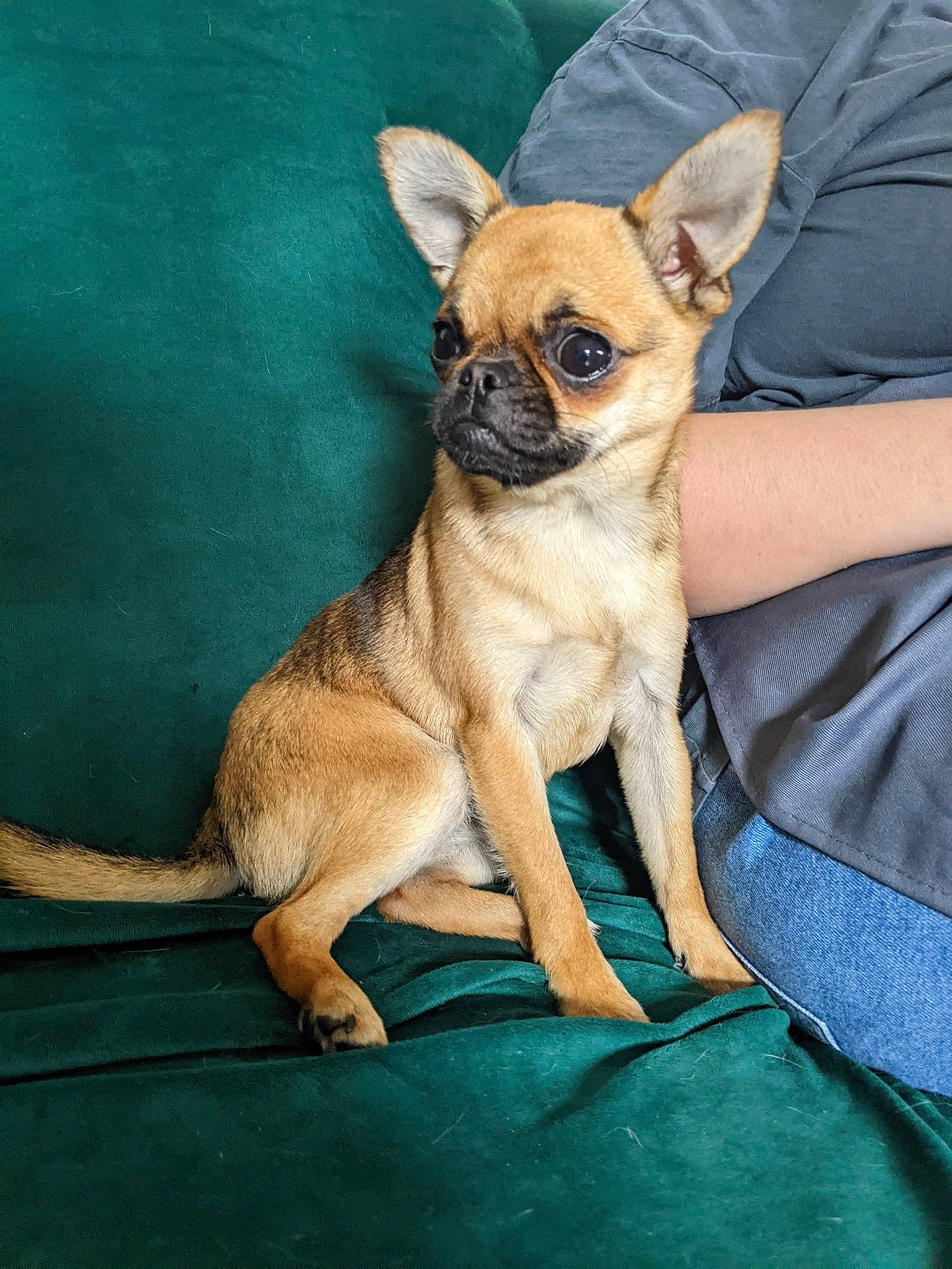 Luna is registered to the contest to win money with this photo: canidae, carnivore, chihuahua, comfort, companion_dog, dog, dog_breed, dog_supply, fawn, fur, non_sporting_group, paw, puppy, snout, sporting_group, terrestrial_animal, toy_dog, whiskers, working_animal