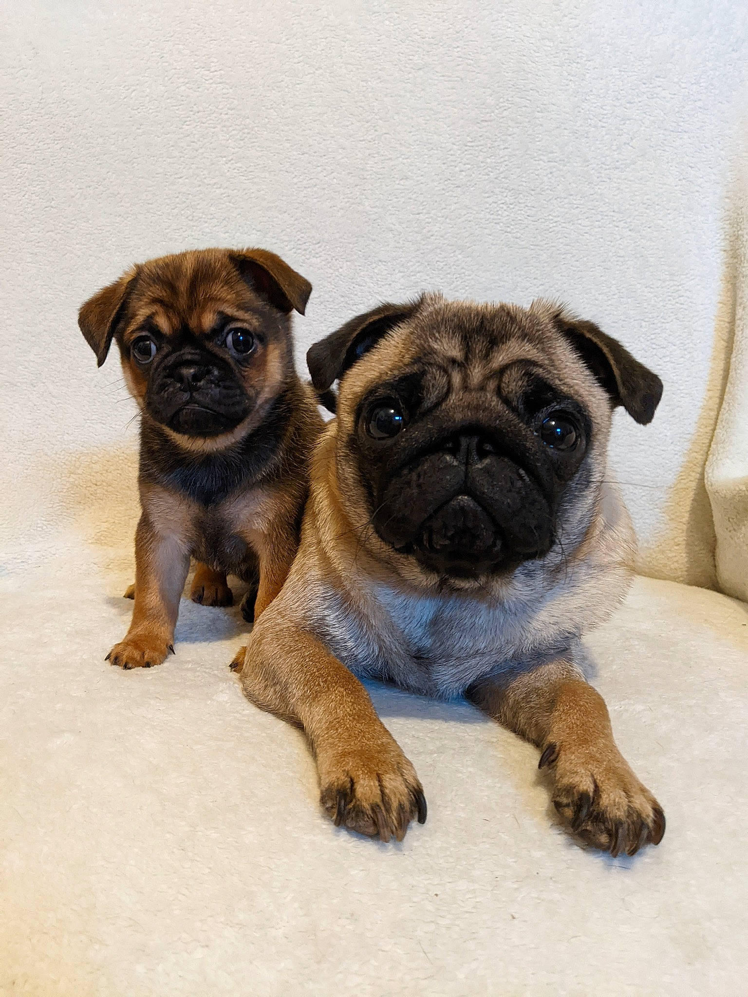 Cassie joined the competition — help win amazing prizes! ancient_dog_breeds, canidae, carnivore, companion_dog, dog, dog_breed, fawn, fur, non_sporting_group, pug, puppy, snout, sporting_group, terrestrial_animal, toy_dog, whiskers, working_animal, working_dog, wrinkle