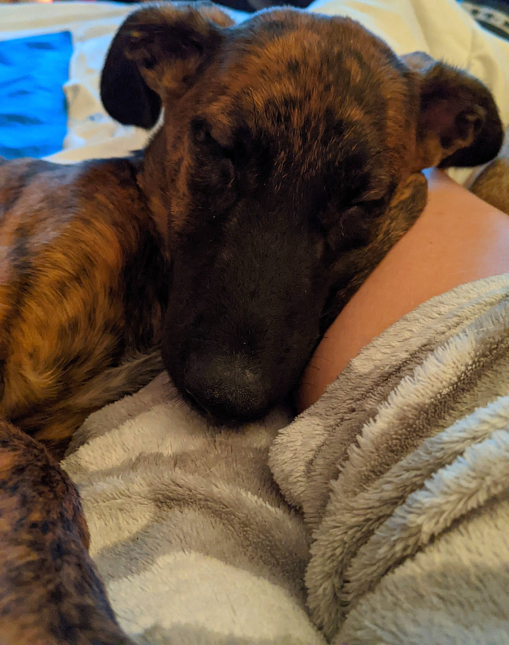 Lacey is registered to the contest to win money with this photo: canidae, carnivore, comfort, companion_dog, dog, dog_breed, dog_collar, fawn, fur, guard_dog, nap, paw, sighthound, snout, sporting_group, street_dog, terrestrial_animal, toy_dog, whiskers, working_animal