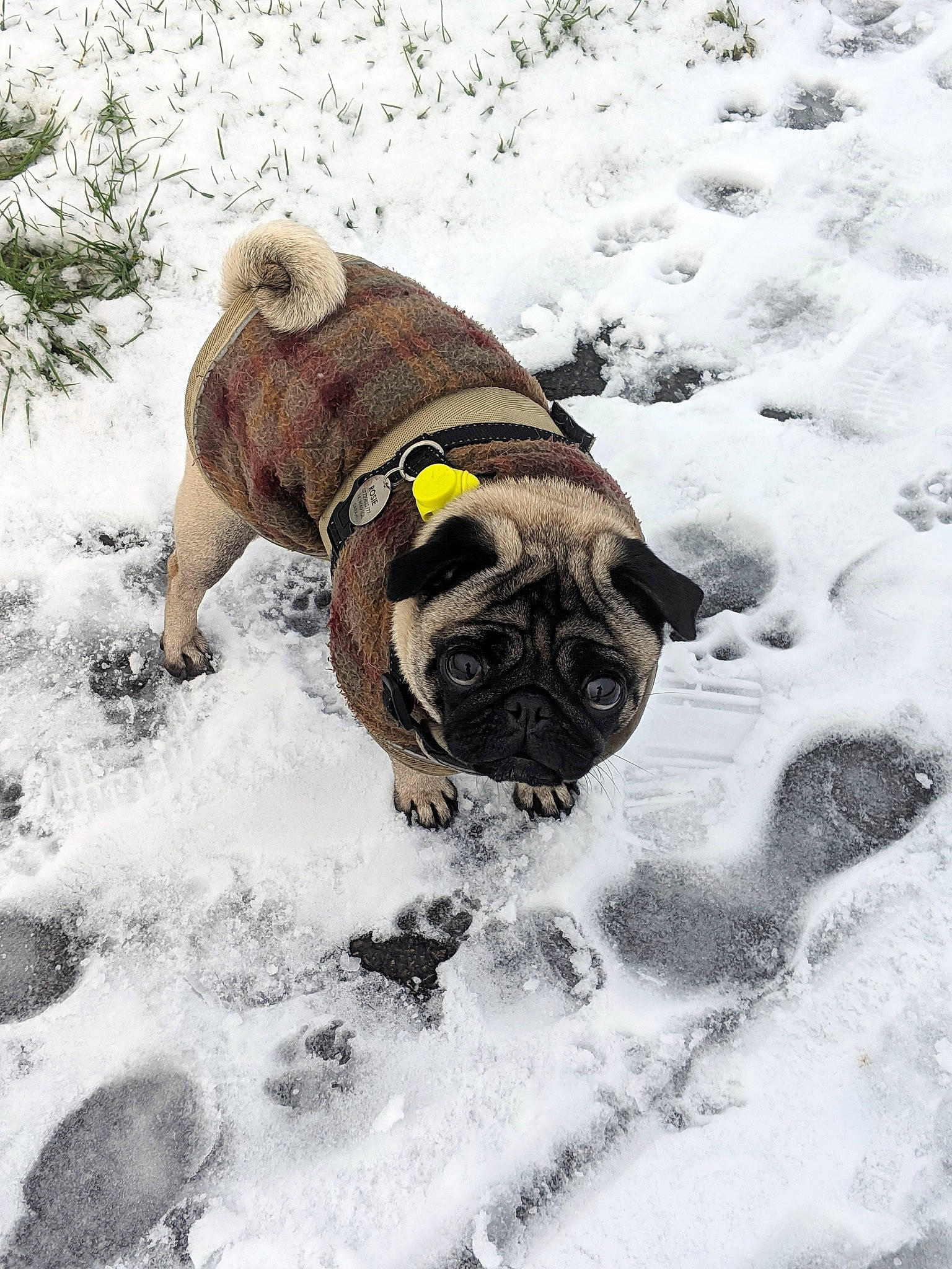 Rosie joined the competition — help win amazing prizes! canidae, carnivore, collar, companion_dog, dog, dog_breed, dog_clothes, dog_collar, dog_supply, fawn, freezing, fur, leash, pet_supply, pug, snout, snow, sporting_group, winter, working_animal