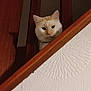 Boudoir participe au concours pour gagner de l'argent avec cette photo : animal, cat, closeup, cream_cat, curious, domestic_cat, ears, face, feline, indoor, looking_down, pet, railing, shadow, staircase, texture, wallpaper, whiskers, white_cat, wood