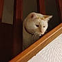 animal, cat, close_up, collar, cream_colored, curious, domestic, ears, face, feline, fur, home, indoor, looking_down, pet, quiet, soft_light, staircase, whiskers, wooden_railings