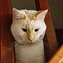 Boudoir participe au concours pour gagner de l'argent avec cette photo : animal, cat, chair, close_up, cozy, cream_colored, curious, domestic, ears, face, feline, home, indoor, looking_down, pet, quiet, soft_fur, whiskers, wood, wooden_slats