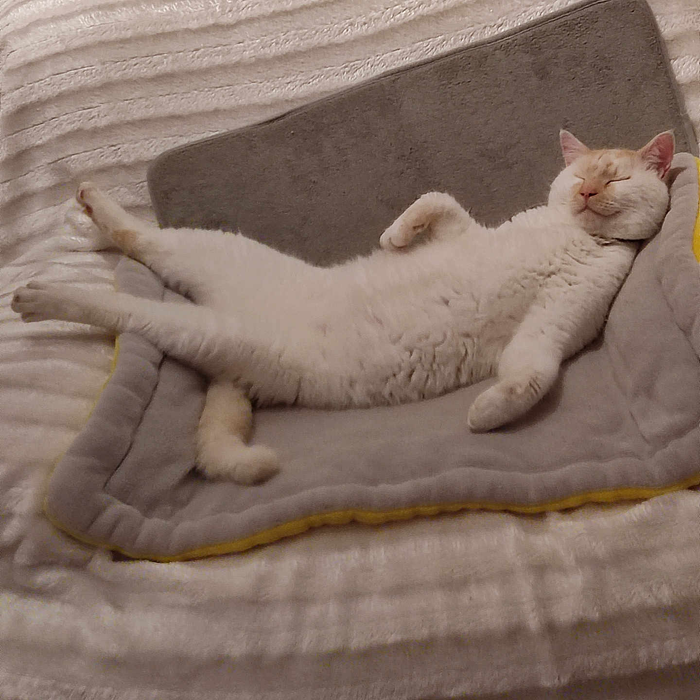 Boudoir participe au concours pour gagner de l'argent avec cette photo : animal, blanket, cat, comfort, cozy, cushion, cute, feline, fur, home, indoor, nap, paws, peaceful, pet, relaxed, resting, sleeping, whiskers, white_cat