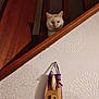 animal, cat, closeup, cream_colored, curious, decor, feline, home, indoor, looking_down, pet, purple_ribbon, railing, shadow, staircase, texture, thermometer, vertical, wallpaper, wood