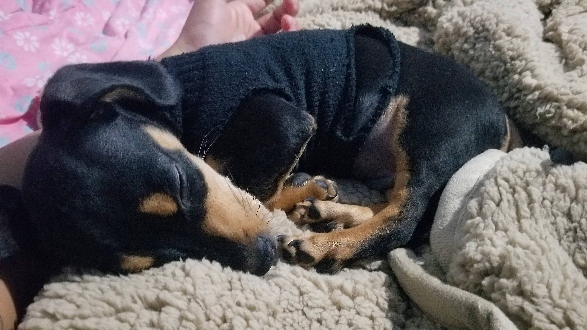 Legend is registered to the contest to win money with this photo: canidae, carnivore, comfort, companion_dog, dog, dog_breed, fur, huntaway, mammal, nap, non_sporting_group, paw, sleep, snout, sporting_group, tail, vertebrate, working_animal, working_dog