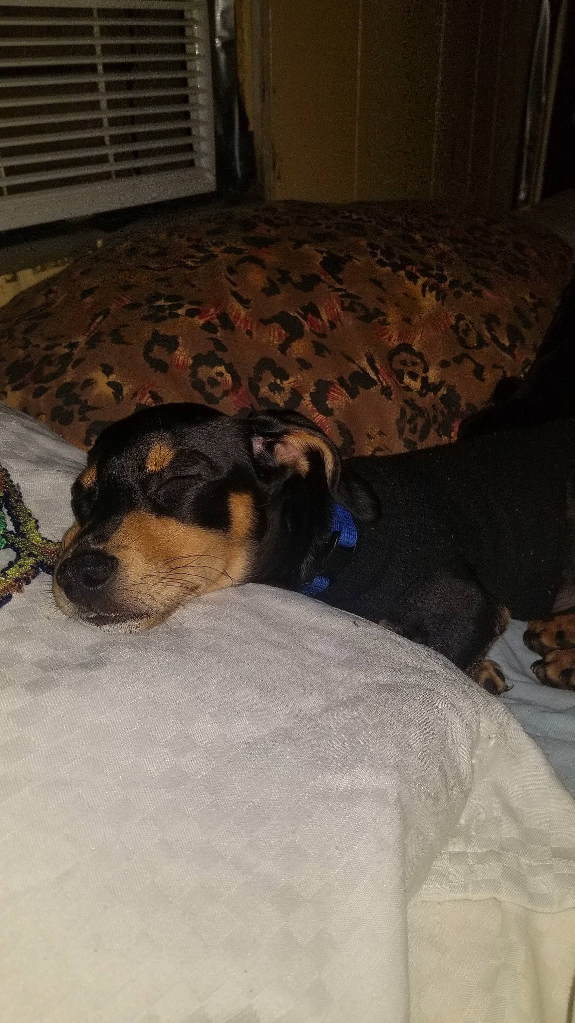 Legend joined the competition — help win amazing prizes! air_conditioning, canidae, carnivore, comfort, companion_dog, couch, dog, dog_breed, dog_supply, fur, linens, mammal, snout, sporting_group, vertebrate, window_blind, window_covering, window_treatment, working_animal, working_dog