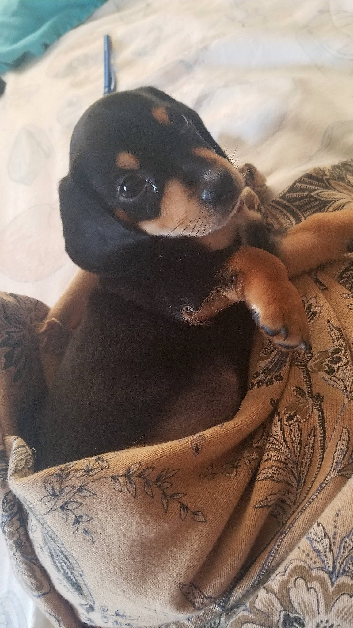 Legend joined the competition — help win amazing prizes! canidae, carnivore, companion_dog, dachshund, dobermann, dog, dog_breed, fawn, guard_dog, miniature_pinscher, pinscher, puppy, rottweiler