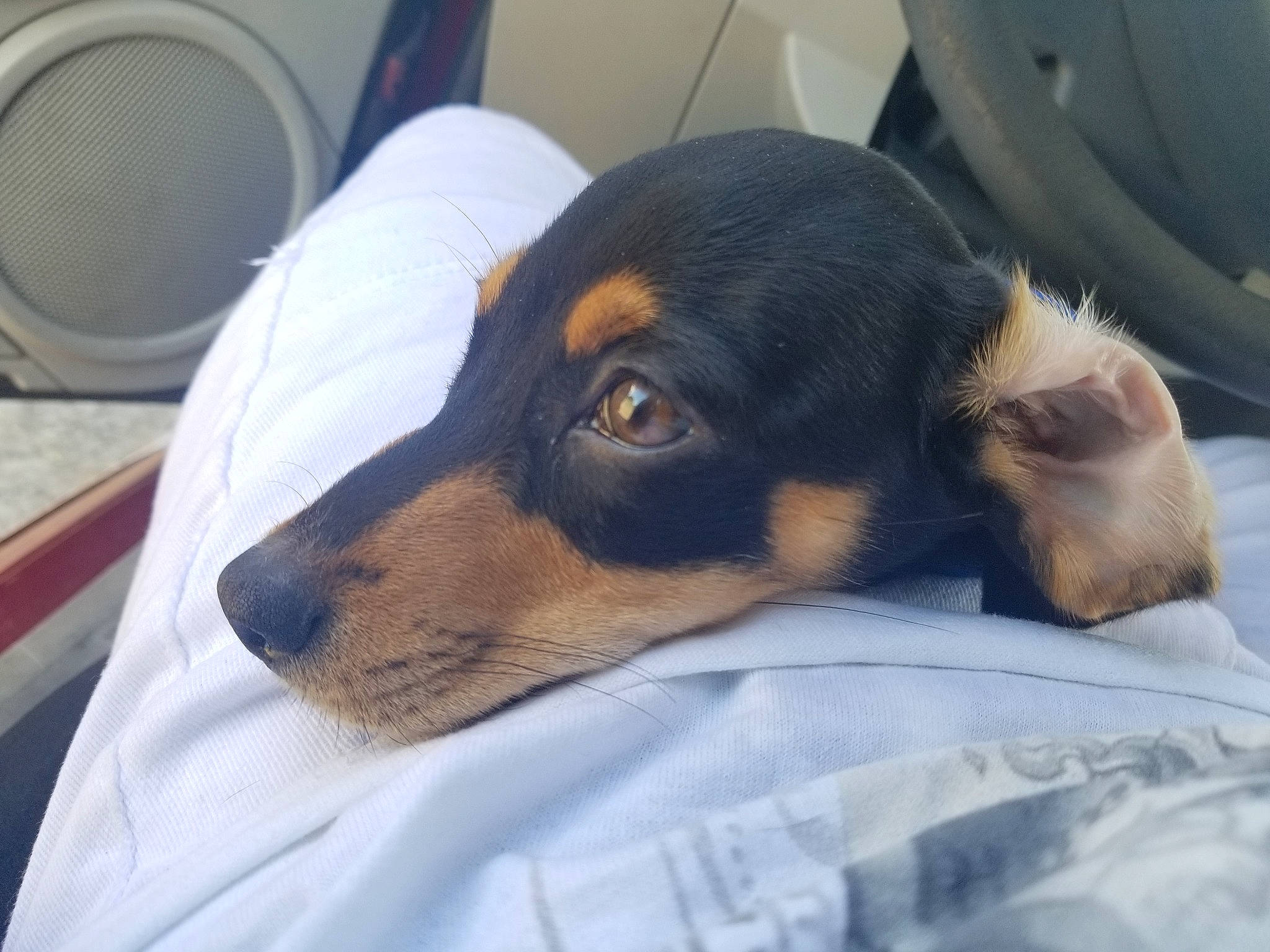 Legend joined the competition — help win amazing prizes! audio_equipment, canidae, carnivore, comfort, companion_dog, dog, dog_breed, huntaway, loudspeaker, non_sporting_group, output_device, puppy, skin, small_terrier, snout, toy_dog, vertebrate, whiskers, working_animal, working_dog