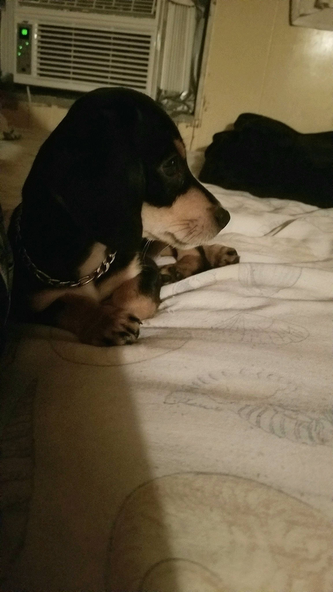 Legend joined the competition — help win amazing prizes! basset_hound, canidae, carnivore, dachshund, dog, dog_breed, floor, flooring, great_dane, guard_dog, non_sporting_group, puppy