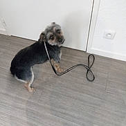 Scoubidou participe au concours pour gagner de l'argent avec cette photo : animal, black, blur, brown, companion, cute, dog, domestic, door, floor, fur, home, indoor, leash, looking_back, outlet, pet, small_dog, standing, wall