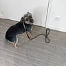 animal, black, blur, brown, companion, cute, dog, domestic, door, floor, fur, home, indoor, leash, looking_back, outlet, pet, small_dog, standing, wall