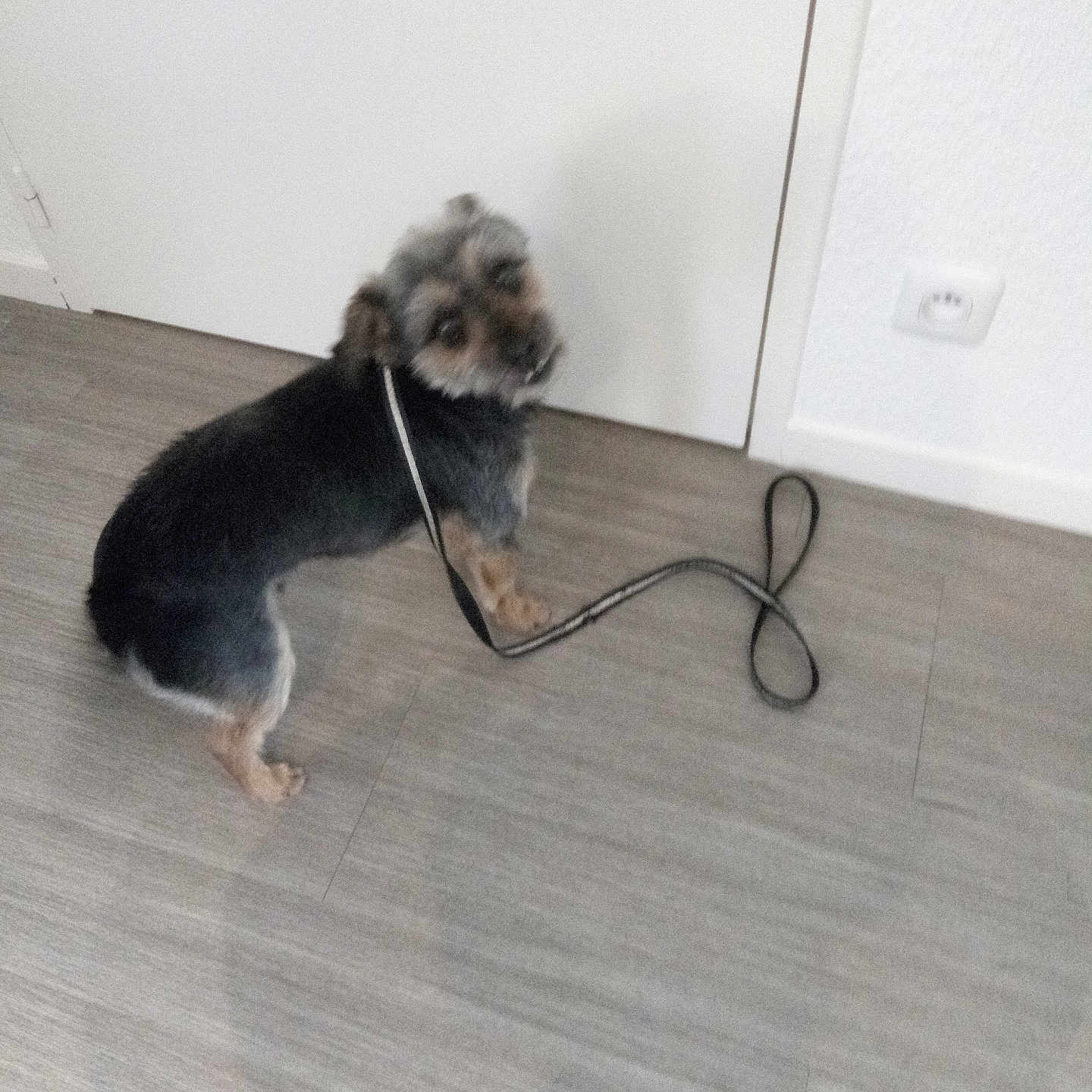 Scoubidou
