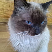 Leonidas is registered to the contest to win money with this photo: cat, blue_eyes, fluffy, long_hair, pet, animal, indoor, wooden_floor, wooden_cabinet, feline, whiskers, close_up, portrait, mammal, domestic_animal, brown, white, black, soft_fur, sitting
