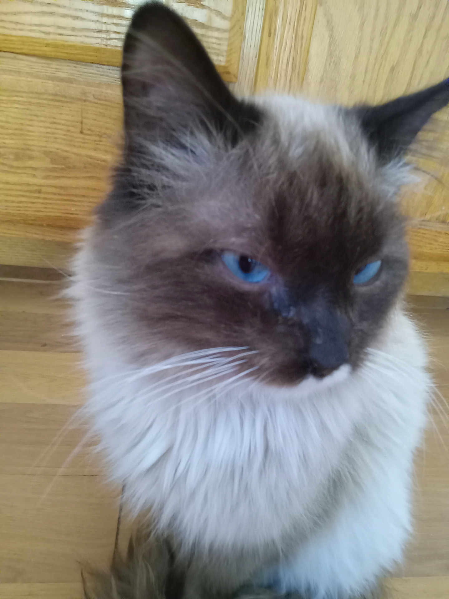 Leonidas