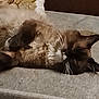 Leonidas is registered to the contest to win money with this photo: cat, siamese, sleeping, fur, whiskers, indoor, cozy, carpet, pet, resting, feline, closeup, animal, cute, relaxation, mammal, soft, domestic, quiet, calm