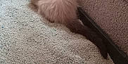 Leonidas is registered to the contest to win money with this photo: kitten, cat, litter_box, indoor, furniture, carpet, pet, animal, small, fluffy, curious, ears, tail, gray, brown, cozy, home, cute, young, resting