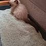 kitten, cat, litter_box, indoor, furniture, carpet, pet, animal, small, fluffy, curious, ears, tail, gray, brown, cozy, home, cute, young, resting