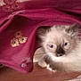 Leonidas joined the competition — help win amazing prizes! kitten, cat, animal, pet, fur, curious, indoors, wooden_floor, cloth, fabric, embroidery, soft, cute, resting, young, small, whiskers, ears, face, blue_eyes
