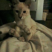 Matilda Blu is registered to the contest to win money with this photo: cat, animal, pet, blanket, indoor, feline, cream_color, fur, sitting, relaxed, cozy, soft, paw, ears, face, dark, low_light, home, furniture, comfort