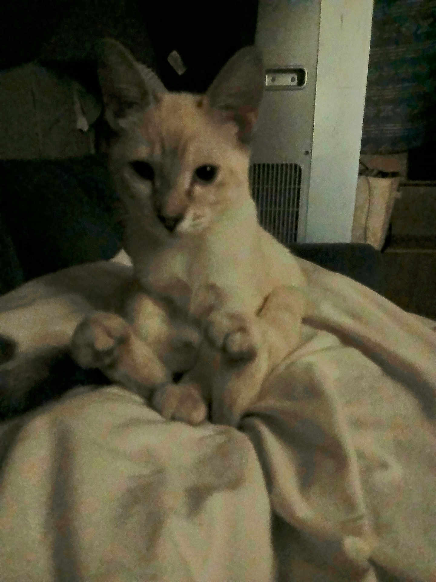 Matilda Blu is registered to the contest to win money with this photo: cat, animal, pet, blanket, indoor, feline, cream_color, fur, sitting, relaxed, cozy, soft, paw, ears, face, dark, low_light, home, furniture, comfort