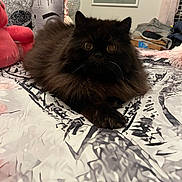 Sandy is registered to the contest to win money with this photo: animal, bed, bedspread, black_cat, cat, cozy, eyes, feline, fluffy, fur, home, indoor, mammal, pet, pillow, plush_toy, relaxed, resting, room, whiskers