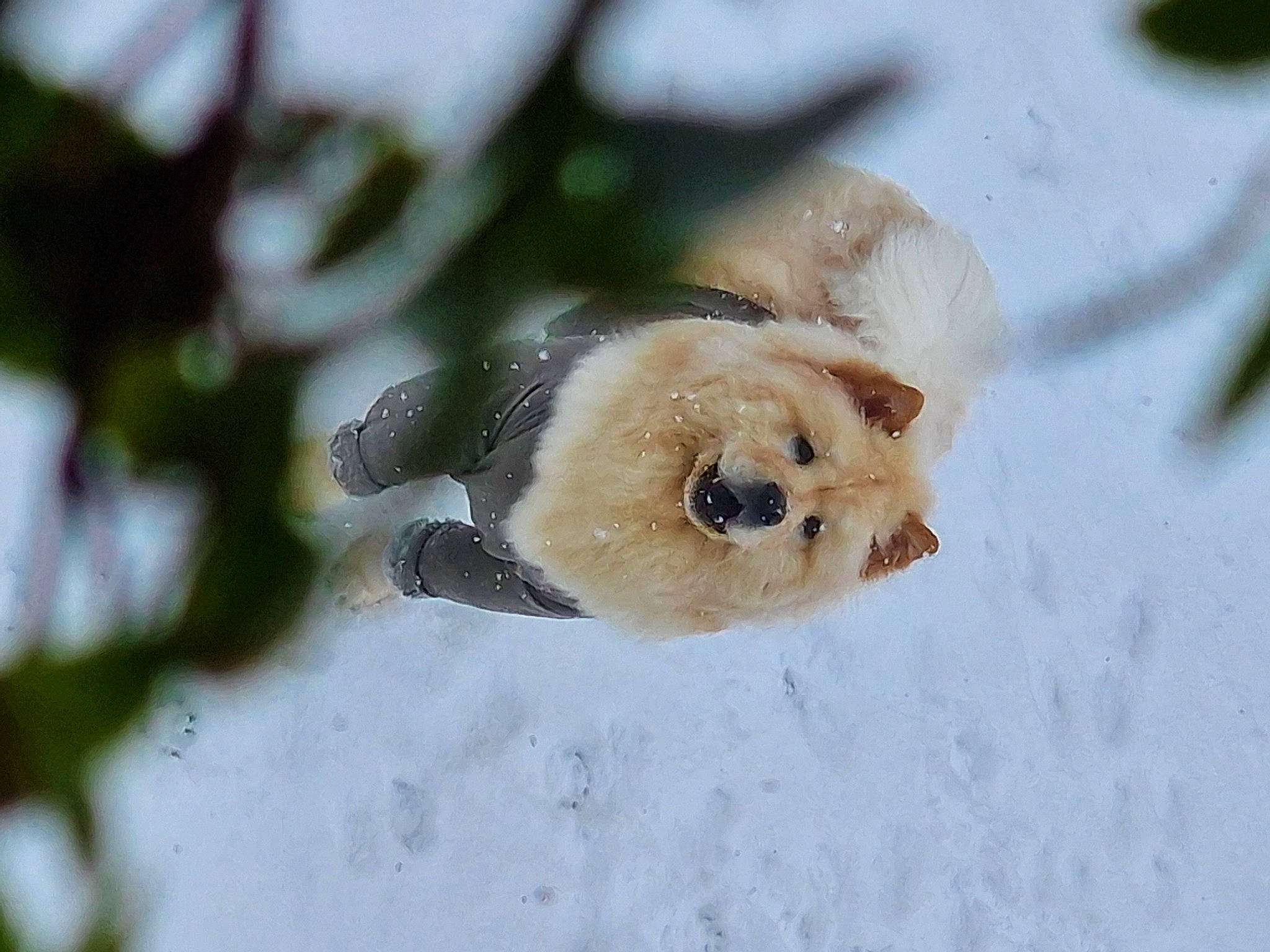 Coco is registered to the contest to win money with this photo: _geese_and_swans, beak, canidae, ducks, eyelash, fawn, flower, freezing, fur, plant, plant_stem, snout, snow, tail, terrestrial_animal, tree, twig, water_bird, winter